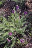 Oxytropis subcapitata