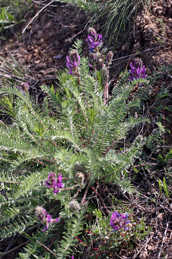 Изображение особи Oxytropis subcapitata.