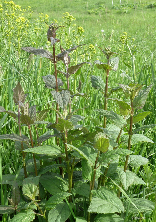 Изображение особи Scrophularia nodosa.