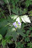 Aconitum stoloniferum