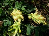 Astragalus calycinus