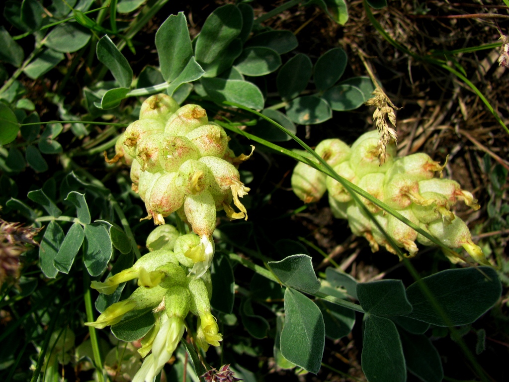 Изображение особи Astragalus calycinus.