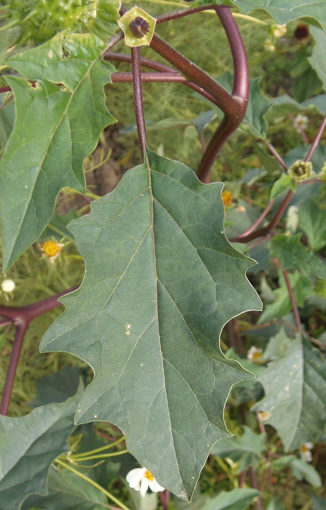 Изображение особи Datura stramonium var. tatula.