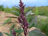 genus Chenopodium