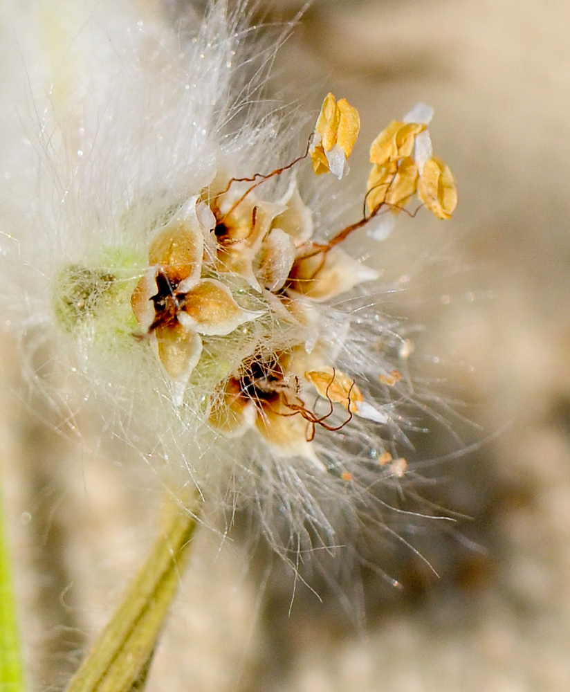 Image of Plantago cretica specimen.