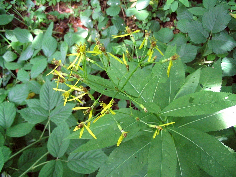 Изображение особи Senecio ovatus.