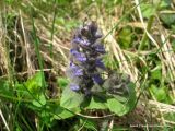 Ajuga reptans. Цветущее растение. Беларусь, Гродненская обл., окр. г. Новогрудок. 11.05.2013.