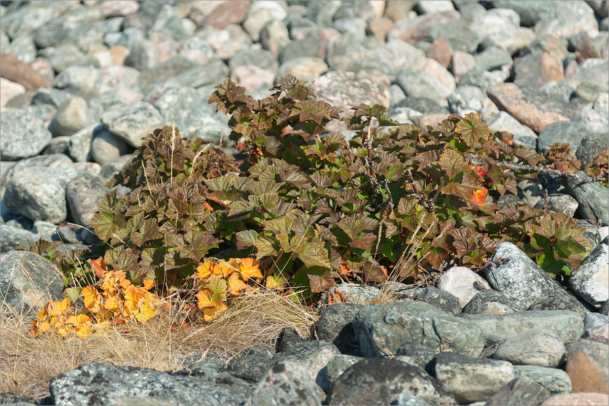 Image of Ribes glabrum specimen.