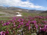 Rhododendron camtschaticum subspecies glandulosum. Аспект цветущих растений. Чукотский автономный округ, Чукотский р-н, окр. села Лорино. 9 июля 2013 г.