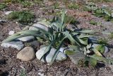 Pancratium maritimum