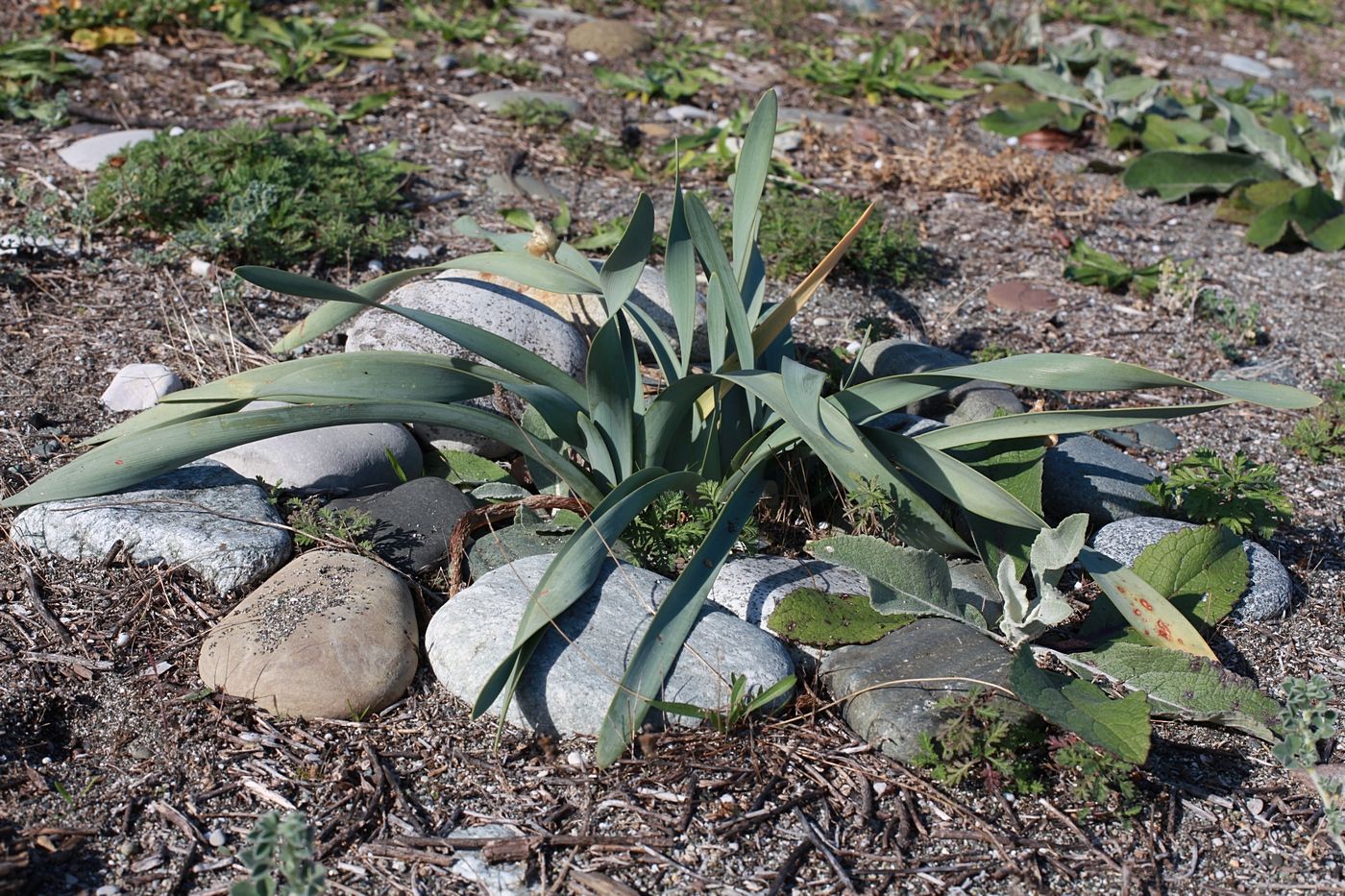 Изображение особи Pancratium maritimum.