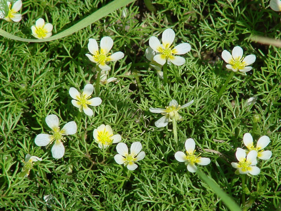 Image of genus Batrachium specimen.