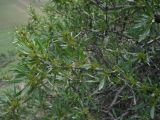 Rhamnus erythroxyloides