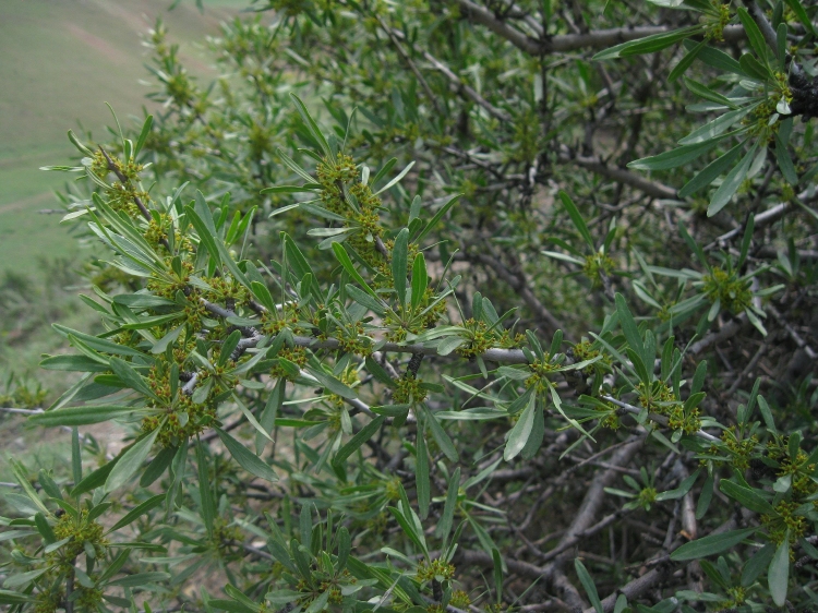 Изображение особи Rhamnus erythroxyloides.
