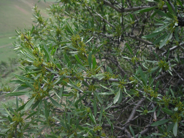 Image of Rhamnus erythroxyloides specimen.