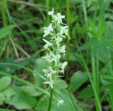 Platanthera bifolia. Соцветие с фуражирующим муравьём. Иркутская обл., окр. залива Иркутского вдхр., лес. 08.07.2013.