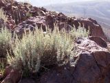 Artemisia rutifolia