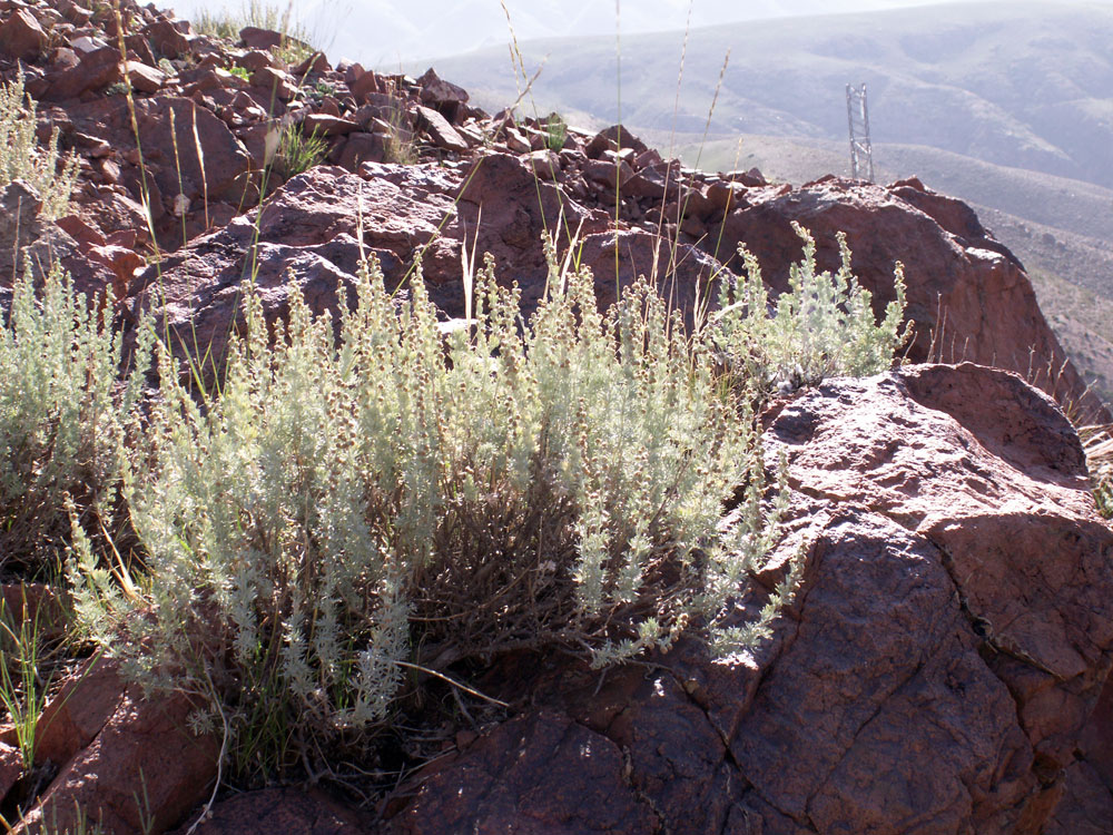 Image of Artemisia rutifolia specimen.