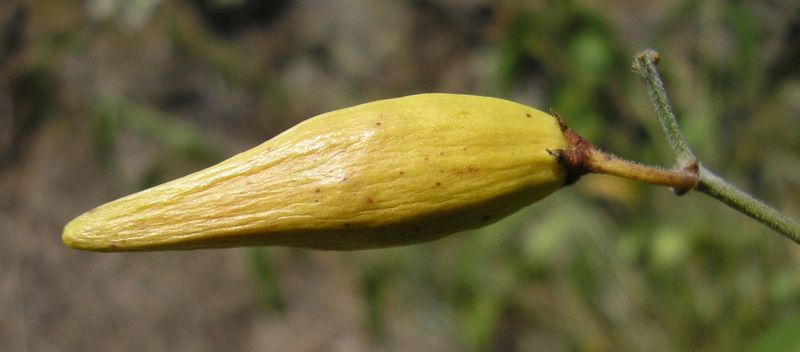 Image of Vincetoxicum hirundinaria specimen.