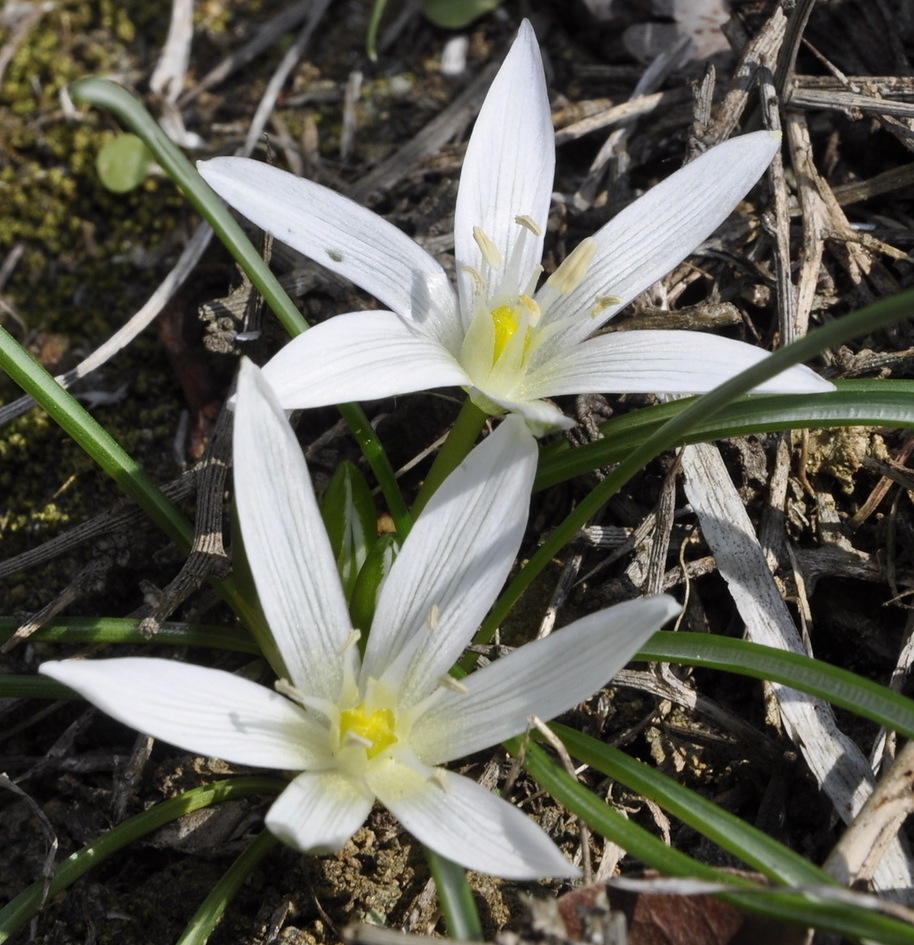 Image of genus Ornithogalum specimen.