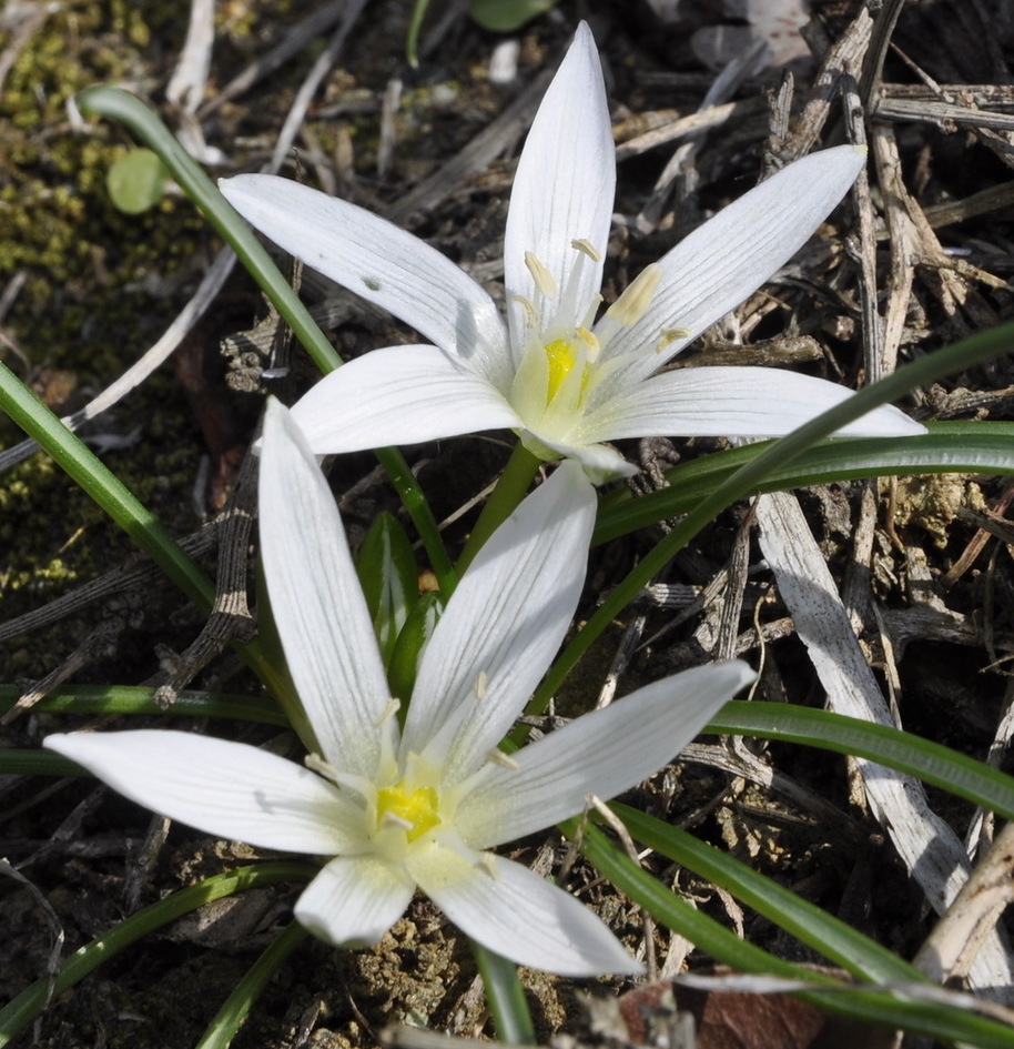 Изображение особи род Ornithogalum.