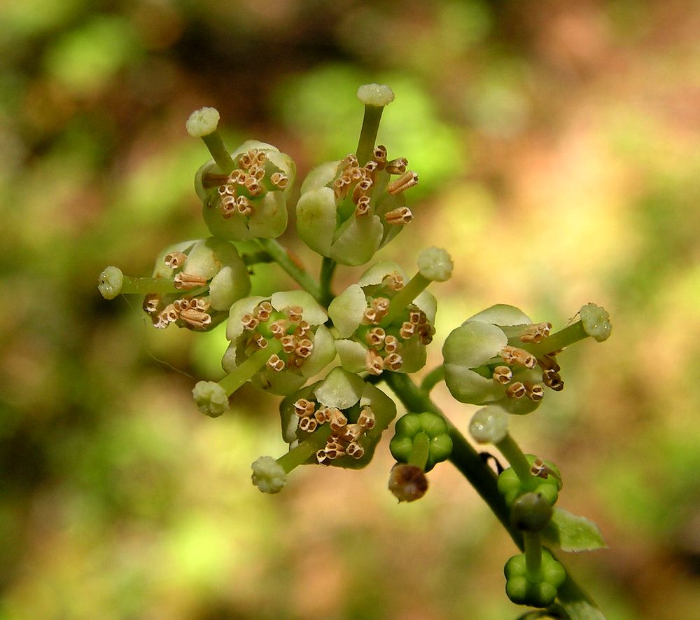 Изображение особи Orthilia secunda.