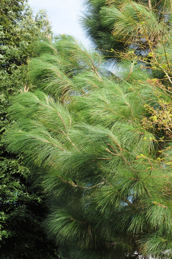 Image of Pinus canariensis specimen.