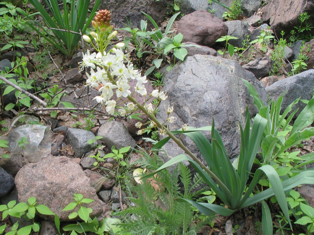 Image of Eremurus lactiflorus specimen.