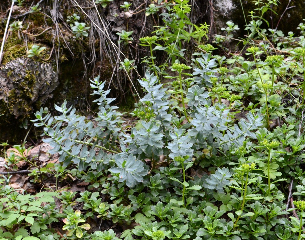 Изображение особи Rhodiola iremelica.