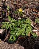 Anemone ranunculoides