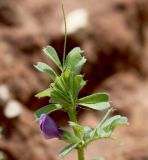 Vicia sativa