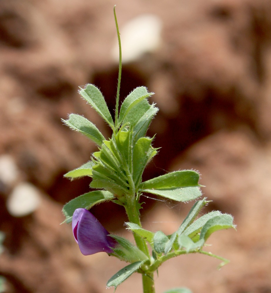 Image of Vicia sativa specimen.