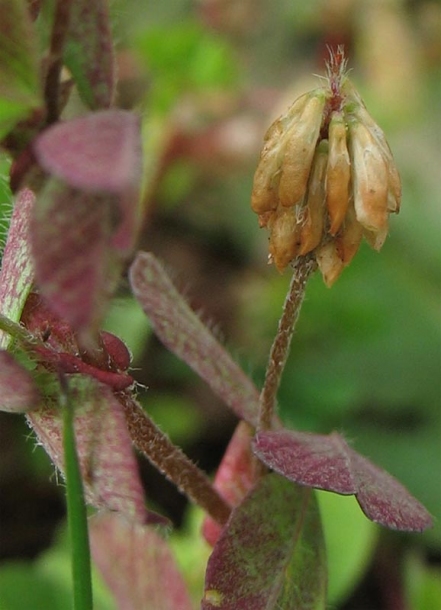 Изображение особи Trifolium dubium.