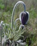 Pulsatilla bohemica