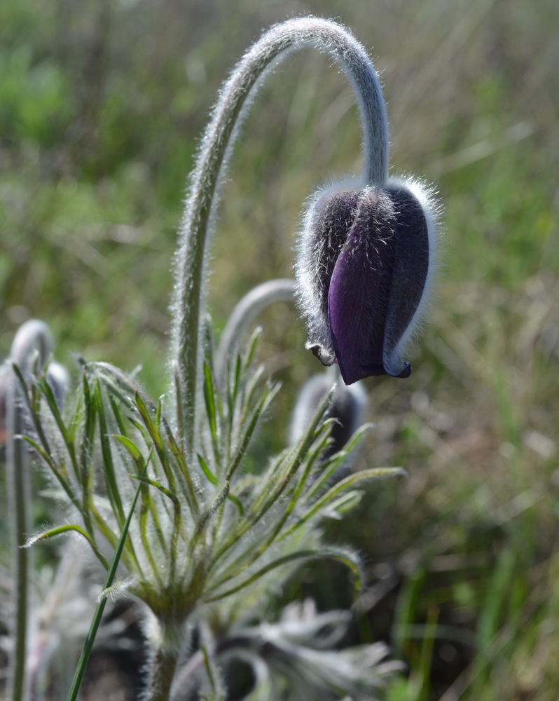 Изображение особи Pulsatilla bohemica.