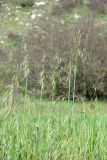 Avena trichophylla. Цветущие растения. Крым, Севастополь, Сарандинакина балка. 30.04.2014.