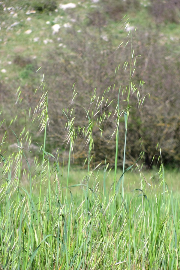 Изображение особи Avena trichophylla.