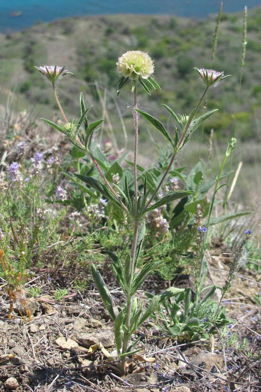 Изображение особи Lomelosia rotata.