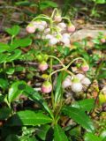 Chimaphila umbellata