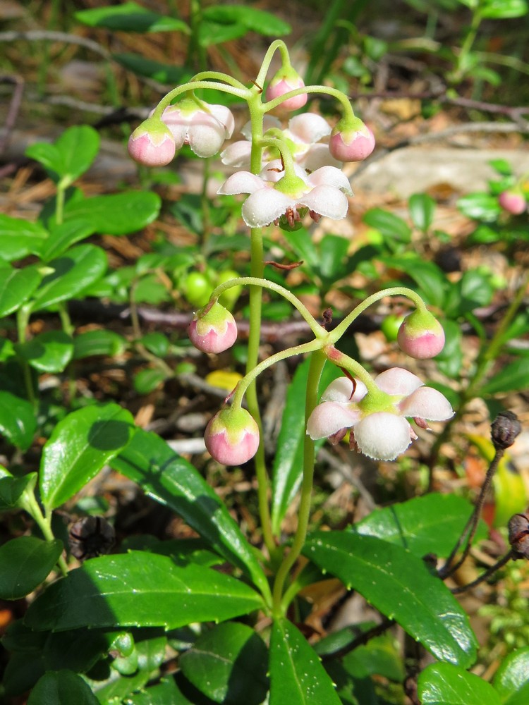 Image of Chimaphila umbellata specimen.