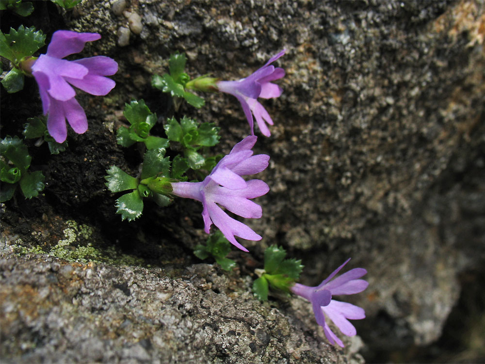 Изображение особи Primula minima.