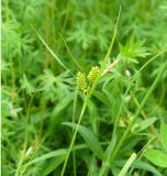 Carex pallescens