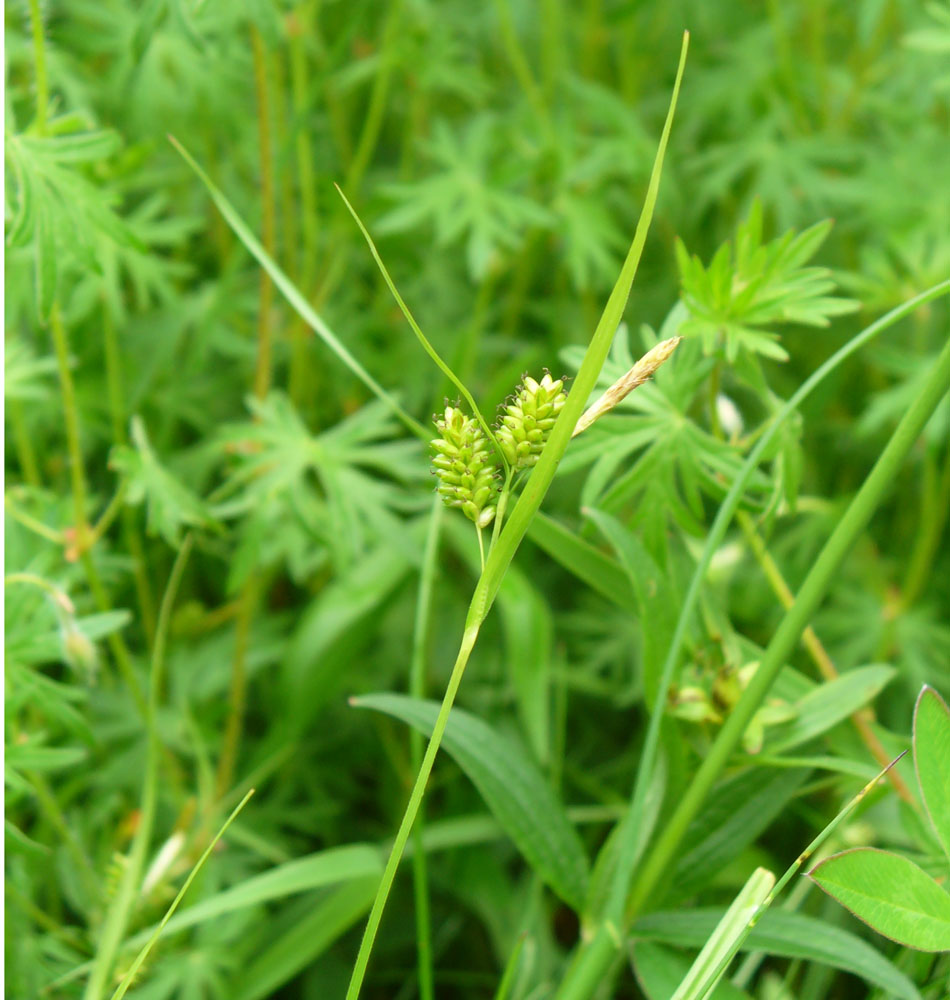 Image of Carex pallescens specimen.