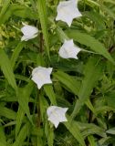 Campanula persicifolia. Средняя часть побега с цветками (белоцветковая форма). Германия, г. Дюссельдорф, Ботанический сад университета. 02.06.2014.