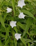 Campanula persicifolia