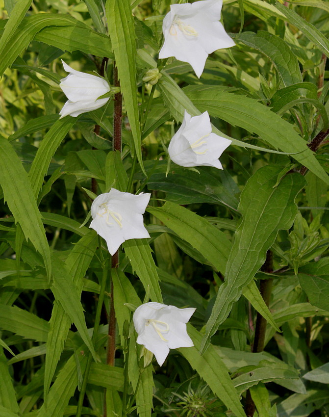 Изображение особи Campanula persicifolia.