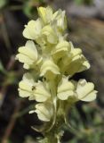 Linaria peloponnesiaca