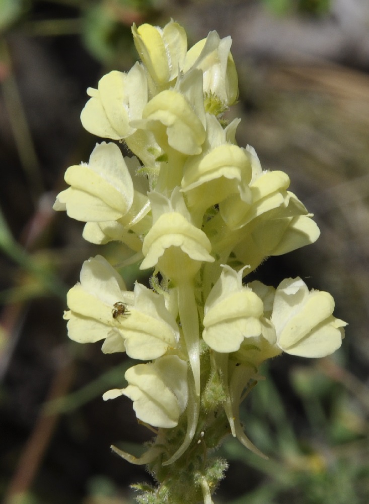 Image of Linaria peloponnesiaca specimen.