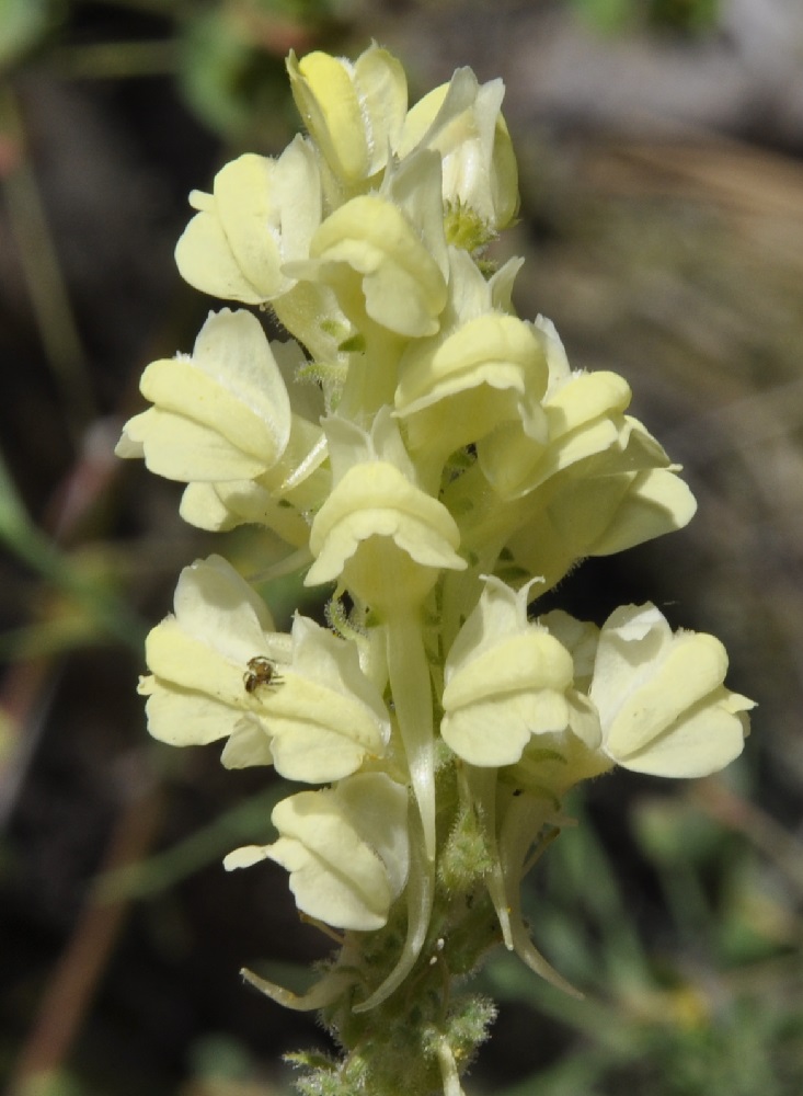 Изображение особи Linaria peloponnesiaca.