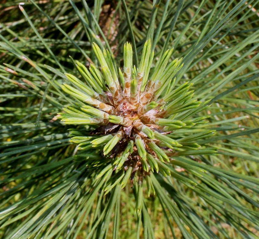 Изображение особи Pinus coulteri.